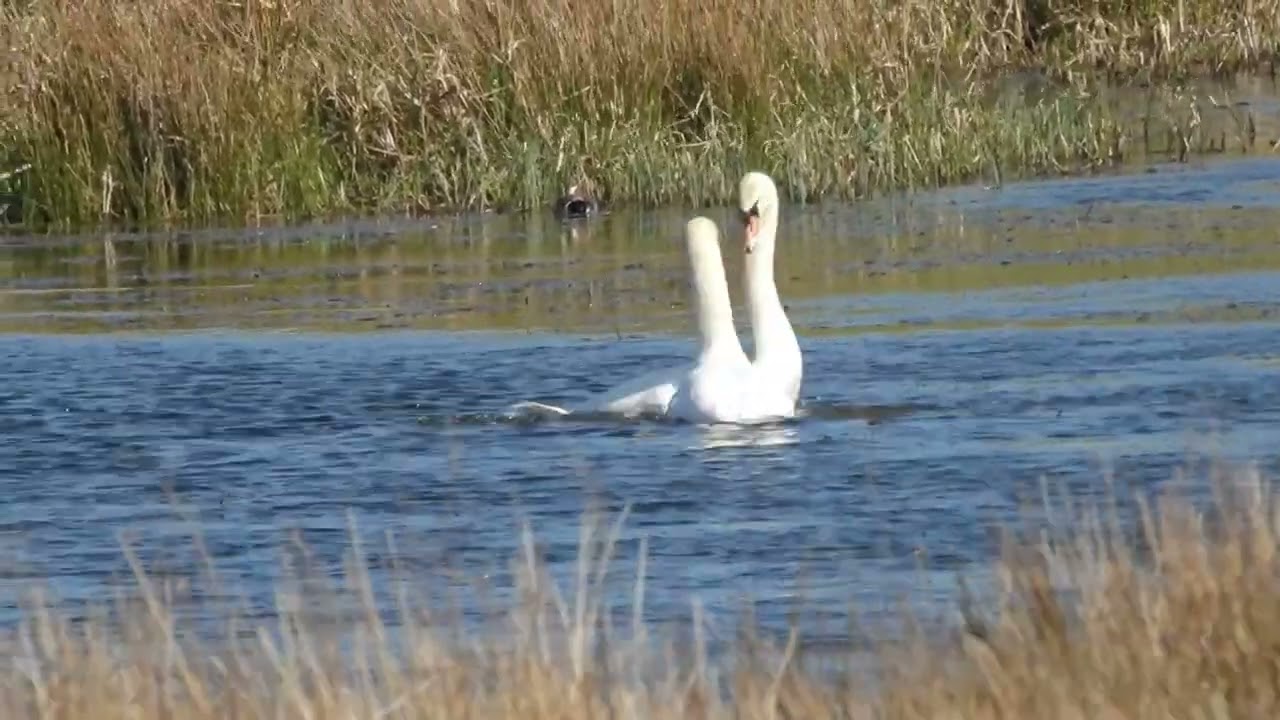 Mute Swans Mating Ritual at Threave