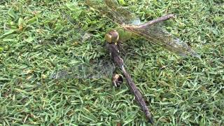 Cannibal dragonfly pops off other dragonflys head