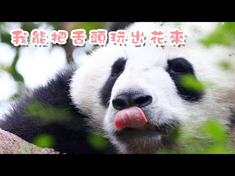 《熊貓主題趴》花式吐舌頭比賽，本熊寶必是No.1 | iPanda熊貓頻道
