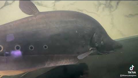 Cá phát tài 4kg ,size khủng, cá trống, tìm chủ mới ,cá tại hcm q6 | sdt: 0862008085