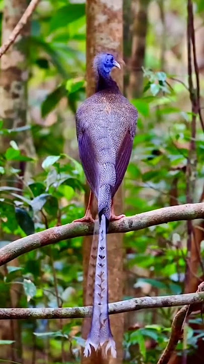 Burung Ruai