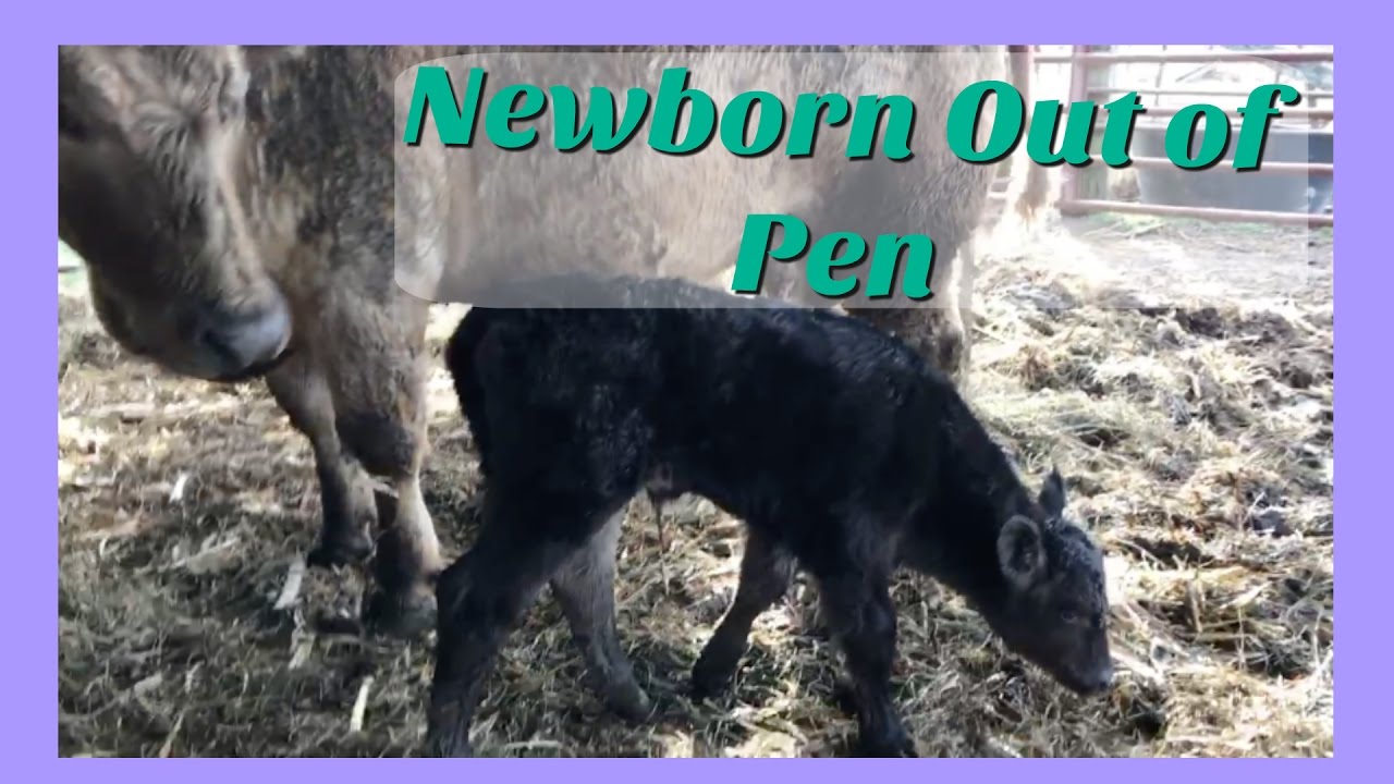 world of dogs - the antelope calf let out a muffled... Letting Cows & Calf out of Pen - YouTube