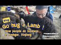 Go hug a lamb! How people do business in Kashgar, Xinjiang