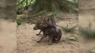 Reflection Riding Celebrates New Endangered Red Wolf Puppies