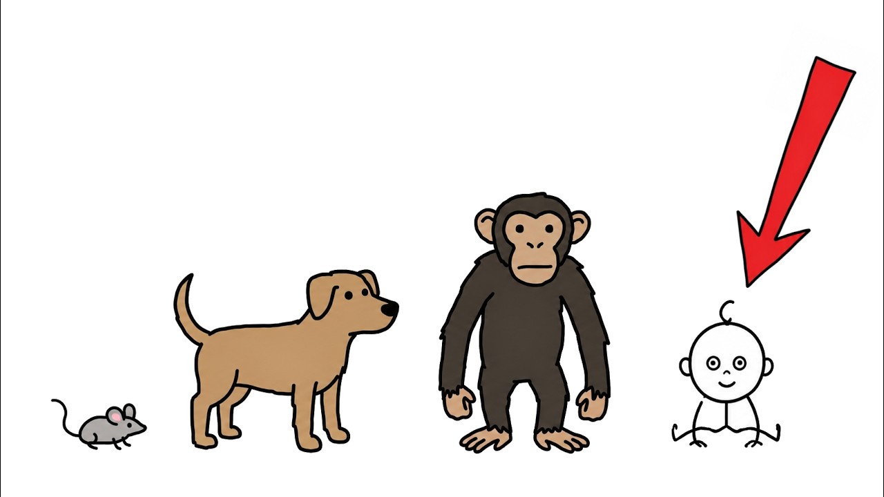 Why Humans Take Forever to Grow Up?