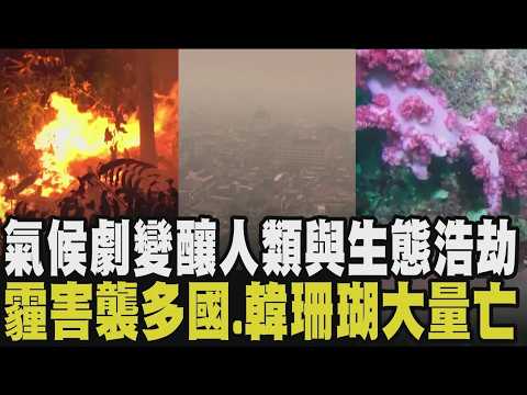 火山灰.野火霧霾侵蝕肺部！印尼嚴重野火 志工送氧氣瓶救命 懸浮微粒飄新加坡 幼兒園擺空氣清淨機 濟州島生態無聲吶喊 聖嬰致命高溫斬殺珊瑚群｜【國際懶人包】｜TVBS新聞