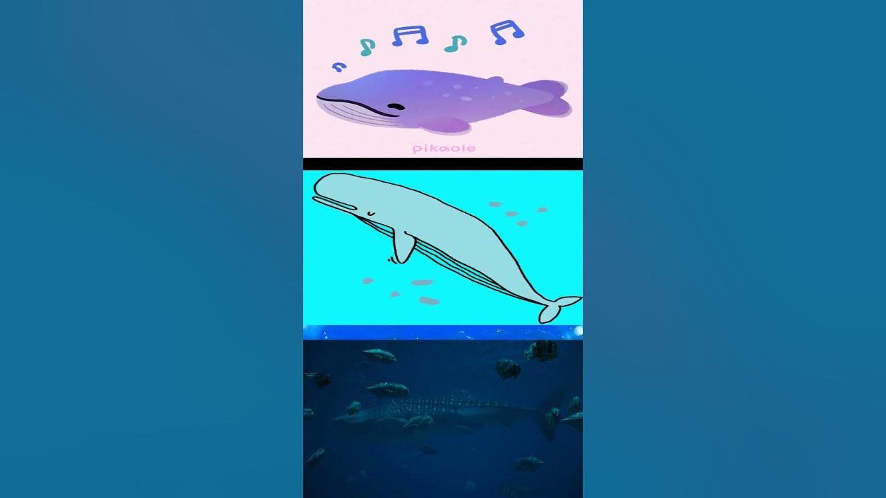 When it Aligns Just Right... the Blue Whale - YouTube