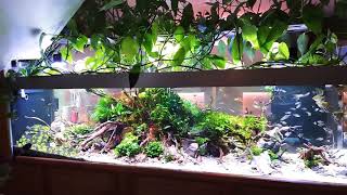 Nature Aquarium 1000L - Half Restart - 29.05.2019