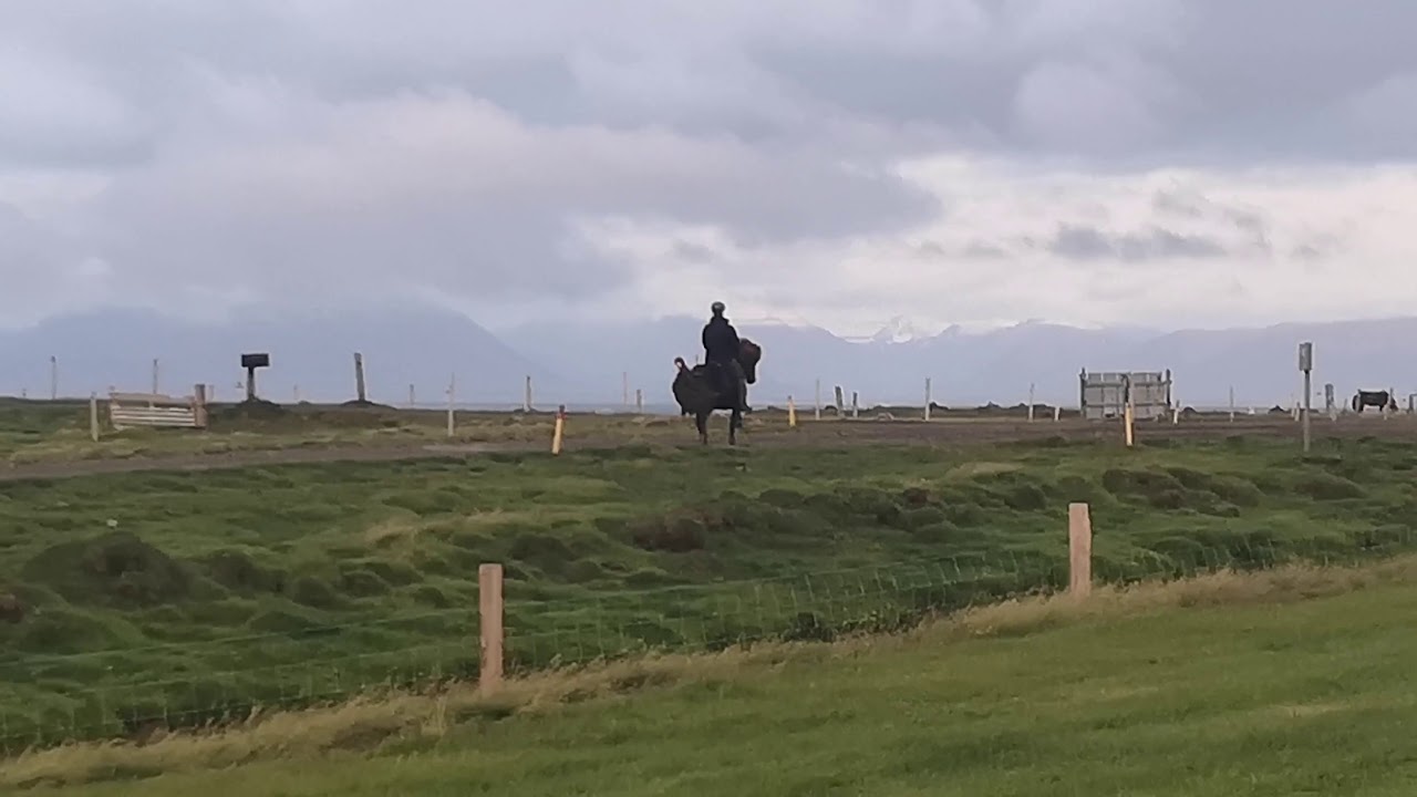 Horseshopping on northern Iceland 🇮🇸