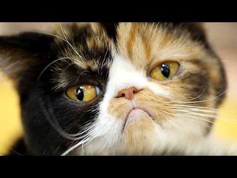 Comment savoir si votre chat est malade | soins du chat