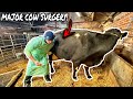 EMERGENCY SURGERY!... COW GOES UNDER THE KNIFE!