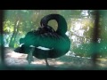 コクチョウ－小鳥と小動物の森（長野県松本市） の動画、YouTube動画。