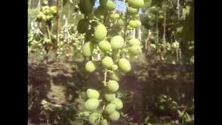 Ускоренная формировка винограда - 2- й год