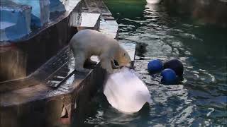 Медвежата  прыгают со всех мест, играют с шарами и айсбергом 27.04.2024