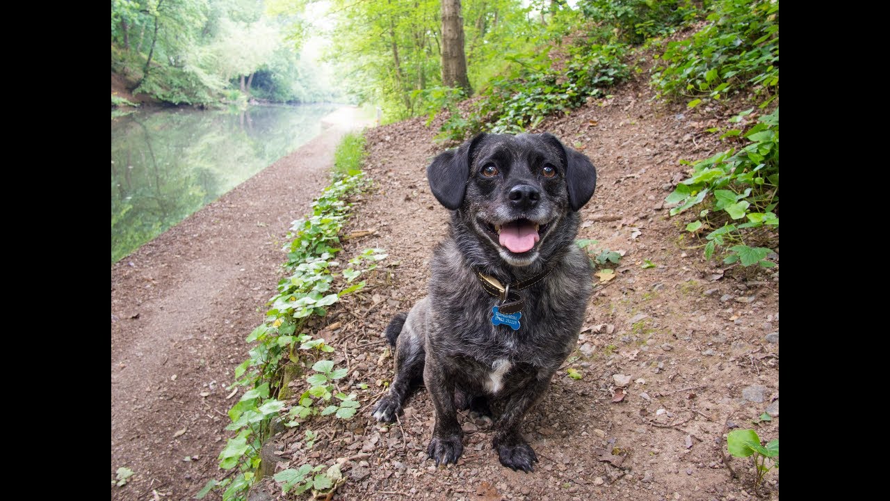panasonic lumix gh4 body Barney - My Best Friend