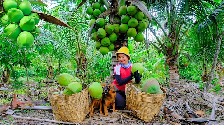 Video 4990701: siamese, feed dog