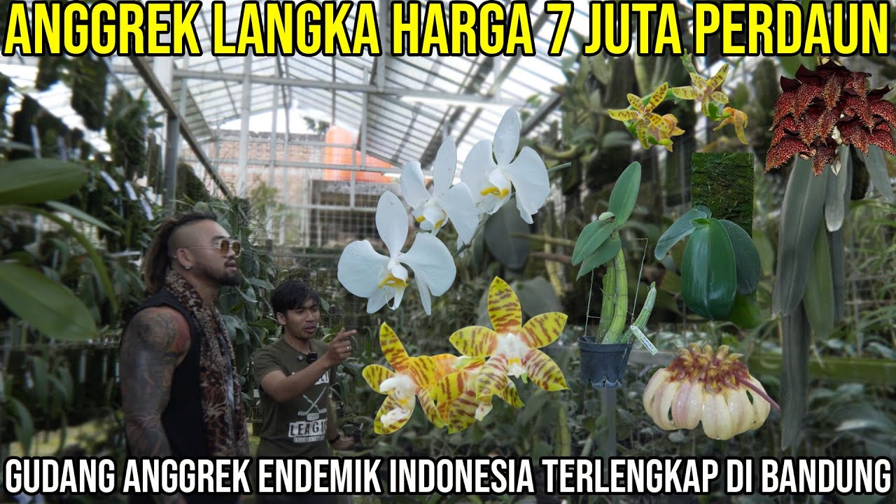 ANGGREK LANGKAH HARGA 7 JUTA PERDAUN GUDANG ANGGREK ENDEMIK INDONESIA TERLENGKAP DI BANDUNG