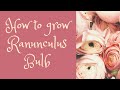 How to grow Ranunculus
