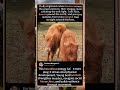 Why These Fluffy Calves Run Straight at You 🐮💨(Farm Joy) #Shorts#cute farm animals#baby cows running
