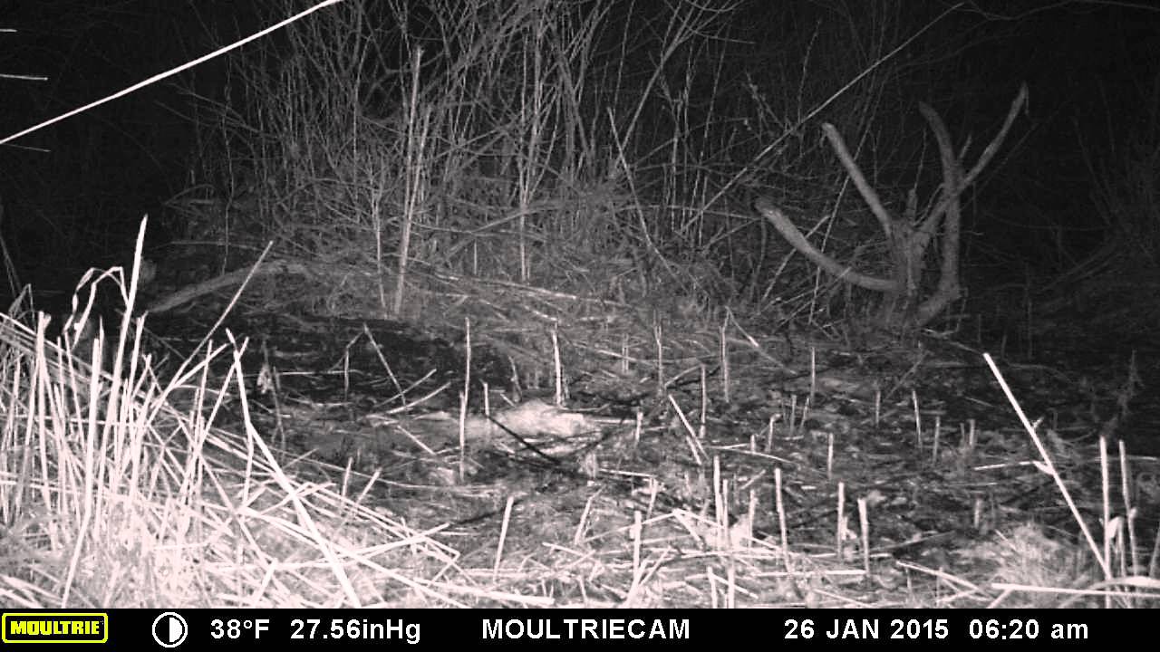 Rose Creek Trail Cam: Northern Saw-whet Owl. Dec. 2015