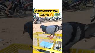 Download Lagu pesona douglas team lucky 66 🔥 #teamkenwood #kenwoodteam #merpati #kenwood MP3