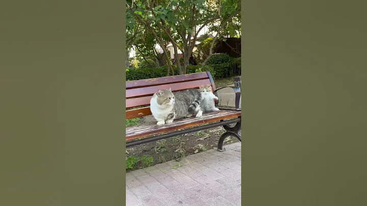 Video 11477591: cats cutecat catlover animals, cats catlover funny animals, dancing cats catlovers