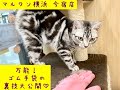 【裏技】万能！ゴム手袋の裏技大公開♪