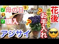 【アジサイ】意外と分からない、母の日アジサイをもらった後のお手入れ☝️/ 購入したアジサイも