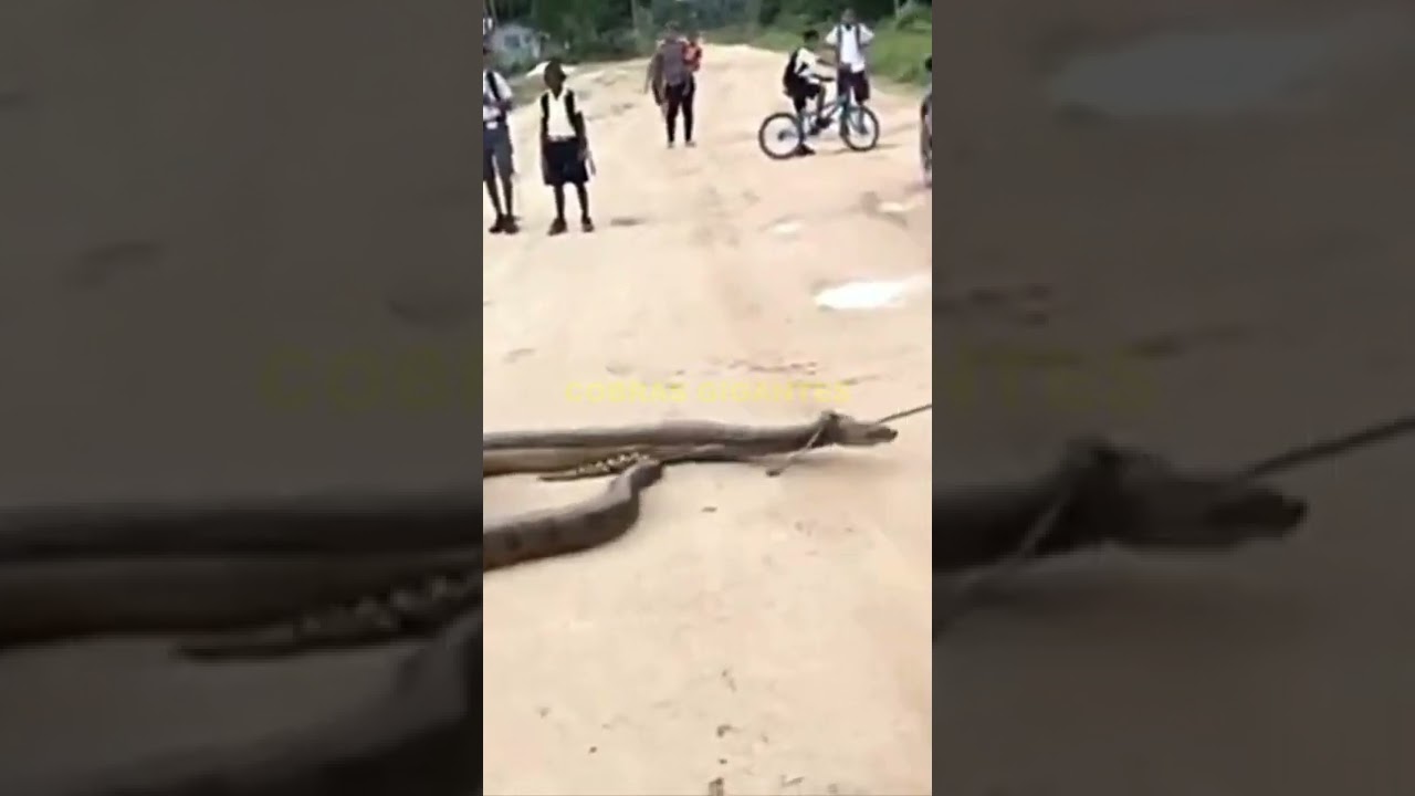 COBRA GIGANTE ENCONTRADA NO BRASIL – ANACONDA SUCURI GIGANTE #Shorts