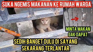 Kucing Ras Menangis Sudah Jelek Di Buang Dan Terlantar Di Jalanan..!