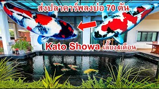 จัดส่งปลาคาร์พ บ่อ 70ตัน Update Kato Showa เลี้ยง 4เดือน ในบ่อที่ฟาร์มไทยคาร์พ