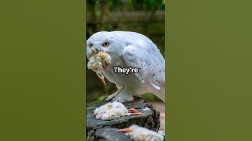 10 Fun Facts About the Snowy Owl