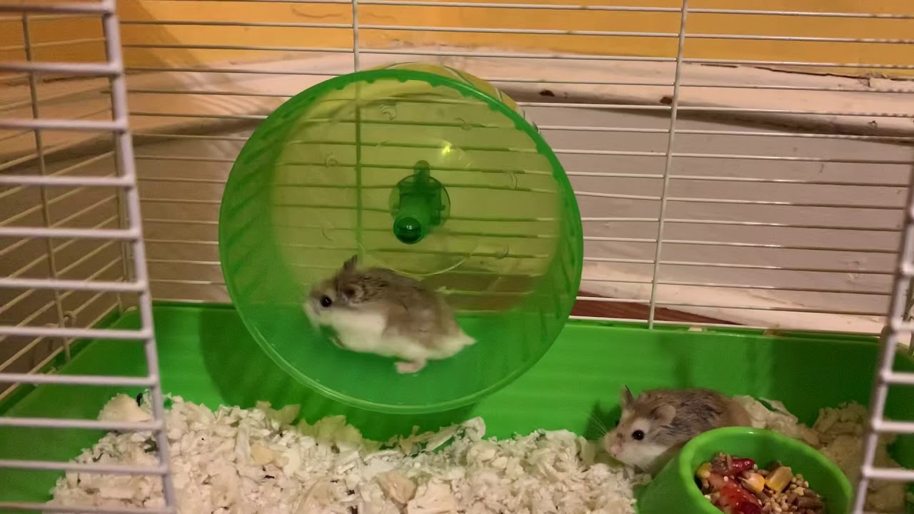 Hamster Power YouTube