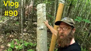 New Bees, Birch Bark & Pumpkin Patch Work | Weekly Outdoor Vlog 90