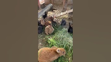Rabbit Feeding Time | Raising Rabbits
