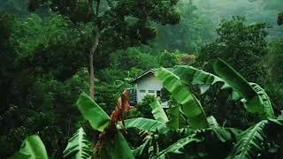 Звуки тропического леса 🌴 с громом, дождем и пением птиц для сна, учебы и медитации