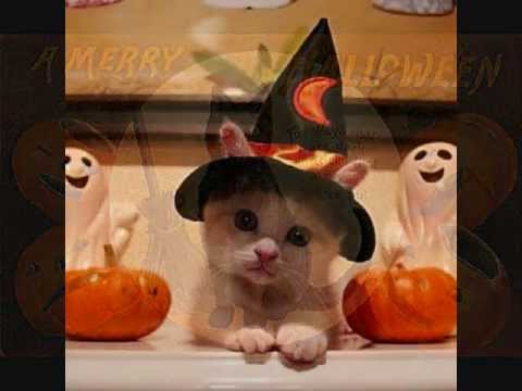 Video: Gatti Neri E Adozione Di Halloween