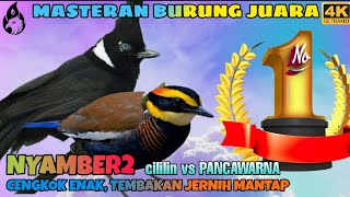 Cililin vs Burung Pancawarna _ Masteran Jitu Murai Kacer