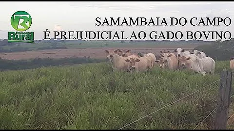 O que faz gado urina sangue?