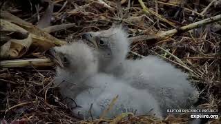 🦅Decorah North🐥🐥Bald eaglets DN17 \& DN18 eating so nice for momma! Happy \& full babies! Apr 1 2024