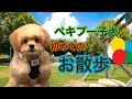 【初めてのお散歩】ペキプーの子犬のお散歩デビュー！初めてのお散歩は色々大変だった！