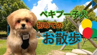 【初めてのお散歩】ペキプーの子犬のお散歩デビュー！初めてのお散歩は色々大変だった！