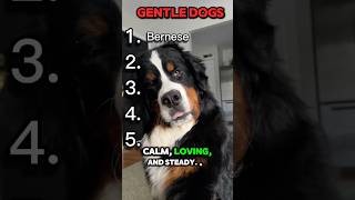 Top 5 most gentle dog breeds ✨🙀 #animallife #dogfacts #pets