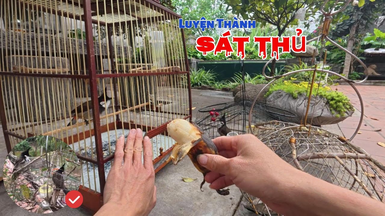 Phần 1 | Huấn Luyện Chào Mào Bổi Thành Chào Mào Mồi | Yêu Chim Cảnh