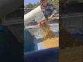 برداشت برنج Rice harvest #کشاورزی #زراعت #کمباین