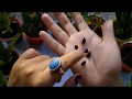 How To Germinate Morning Glory Seeds ? || Growing Morning Glory Seeds In Cocopeat