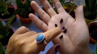 How To Germinate Morning Glory Seeds ? || Growing Morning Glory Seeds In Cocopeat