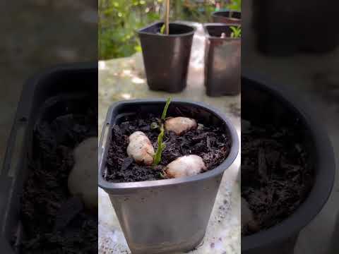 Video: Jackfruit Tohum Yayılımı: Tohumlardan Nefesi Yetiştirmek İçin İpuçları