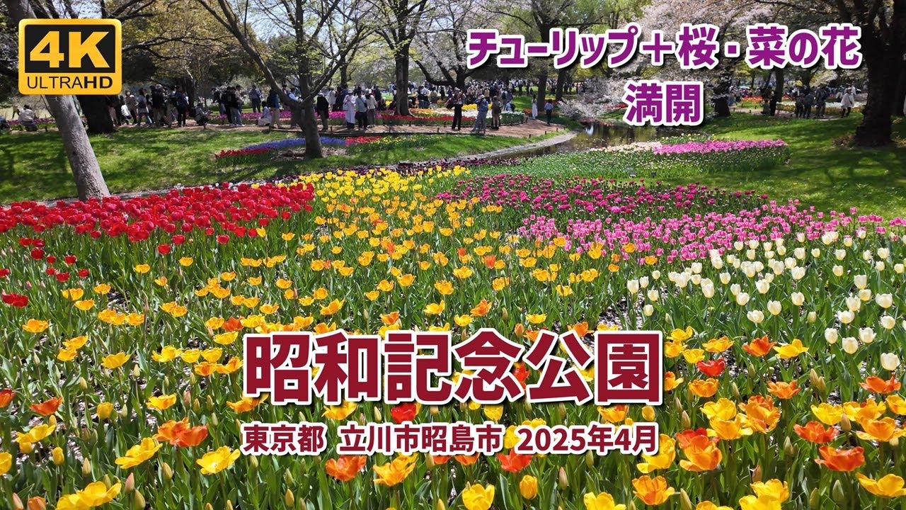 昭和記念公園のチューリップと桜＋菜の花が満開 2025年