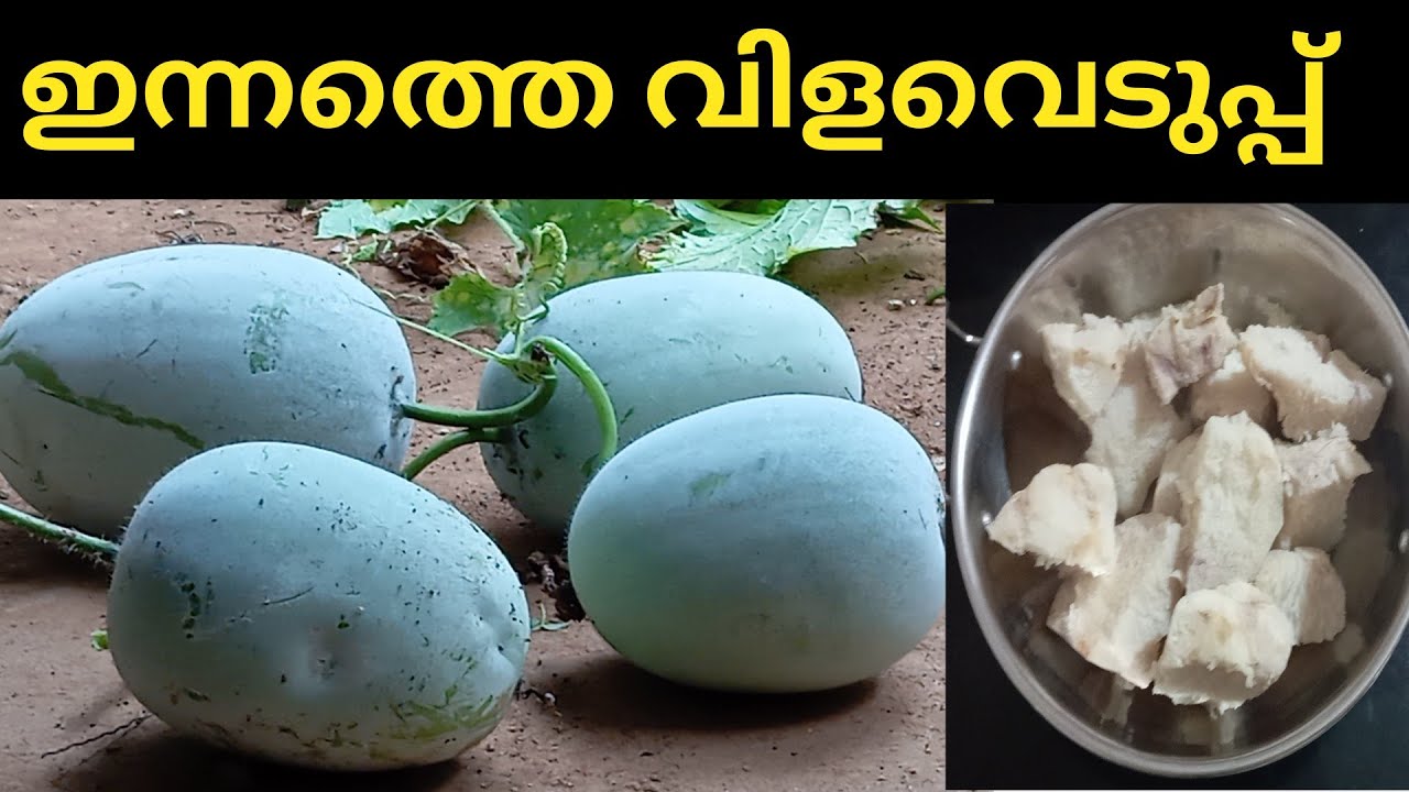14 ഇന്നത്തെ വിളവെടുപ്പ് കാണാം 
